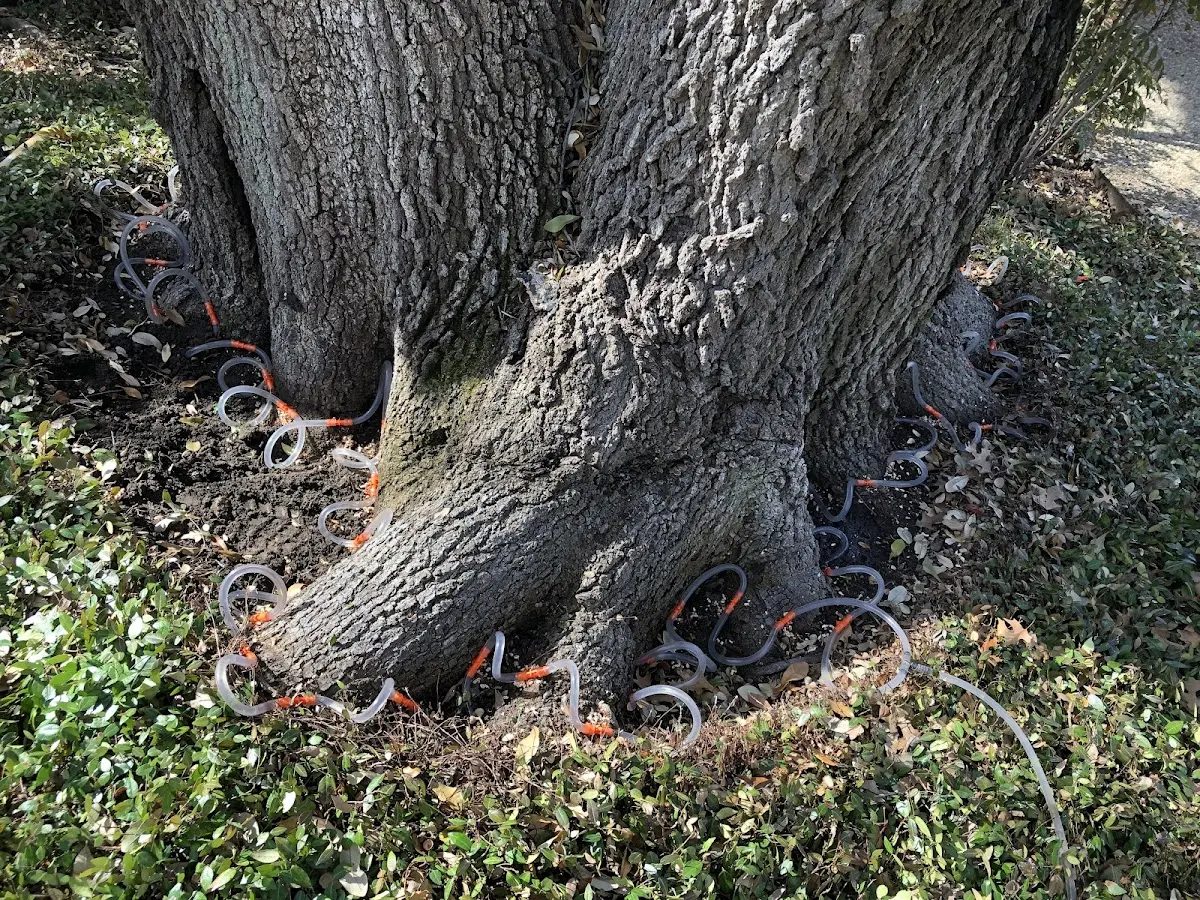Detailed Tree Cabling and Bracing job site in Lanexa