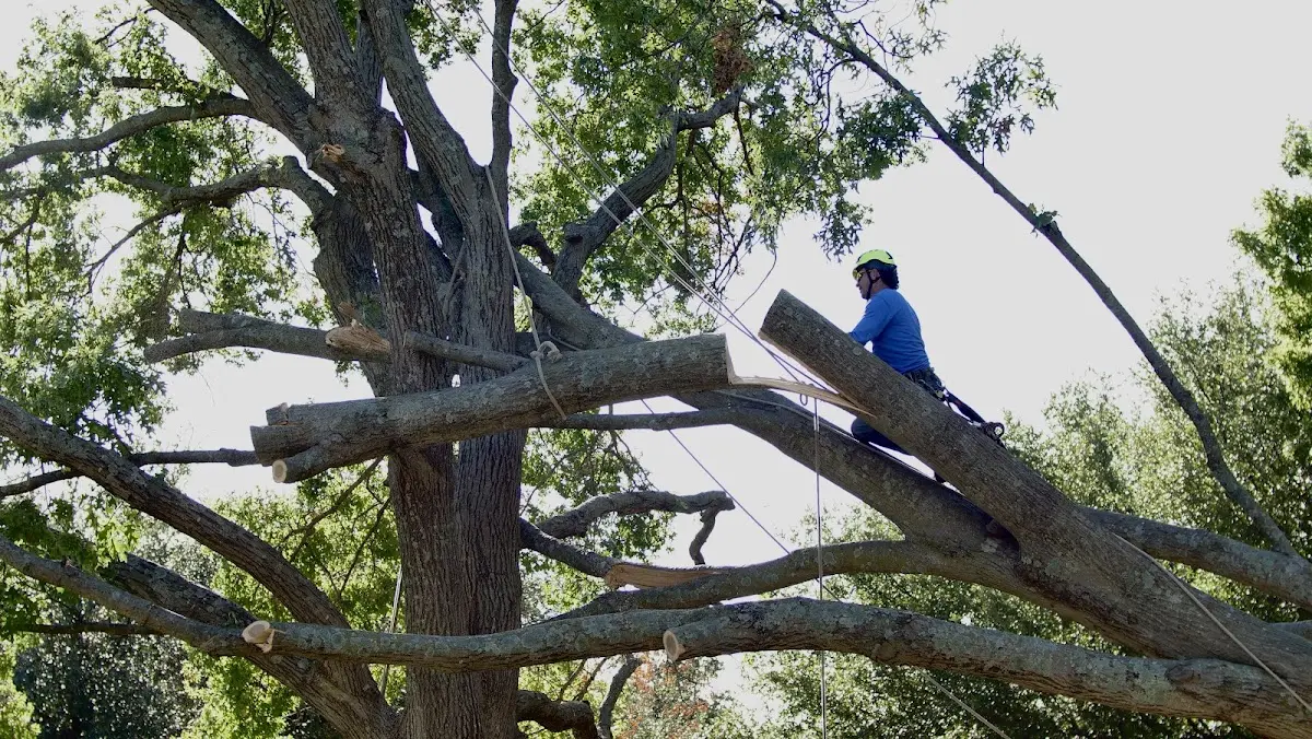 Professional Hazardous Tree Removal performed by certified arborists in Lanexa